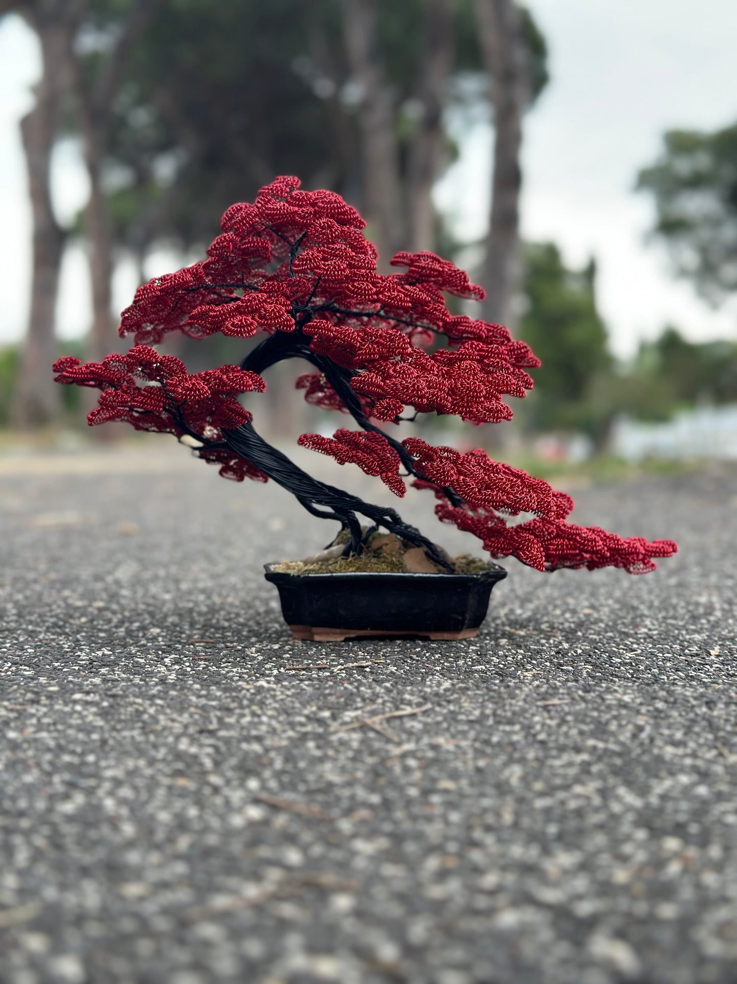 B110- bonsai rosso e nero (REPLICABILE)