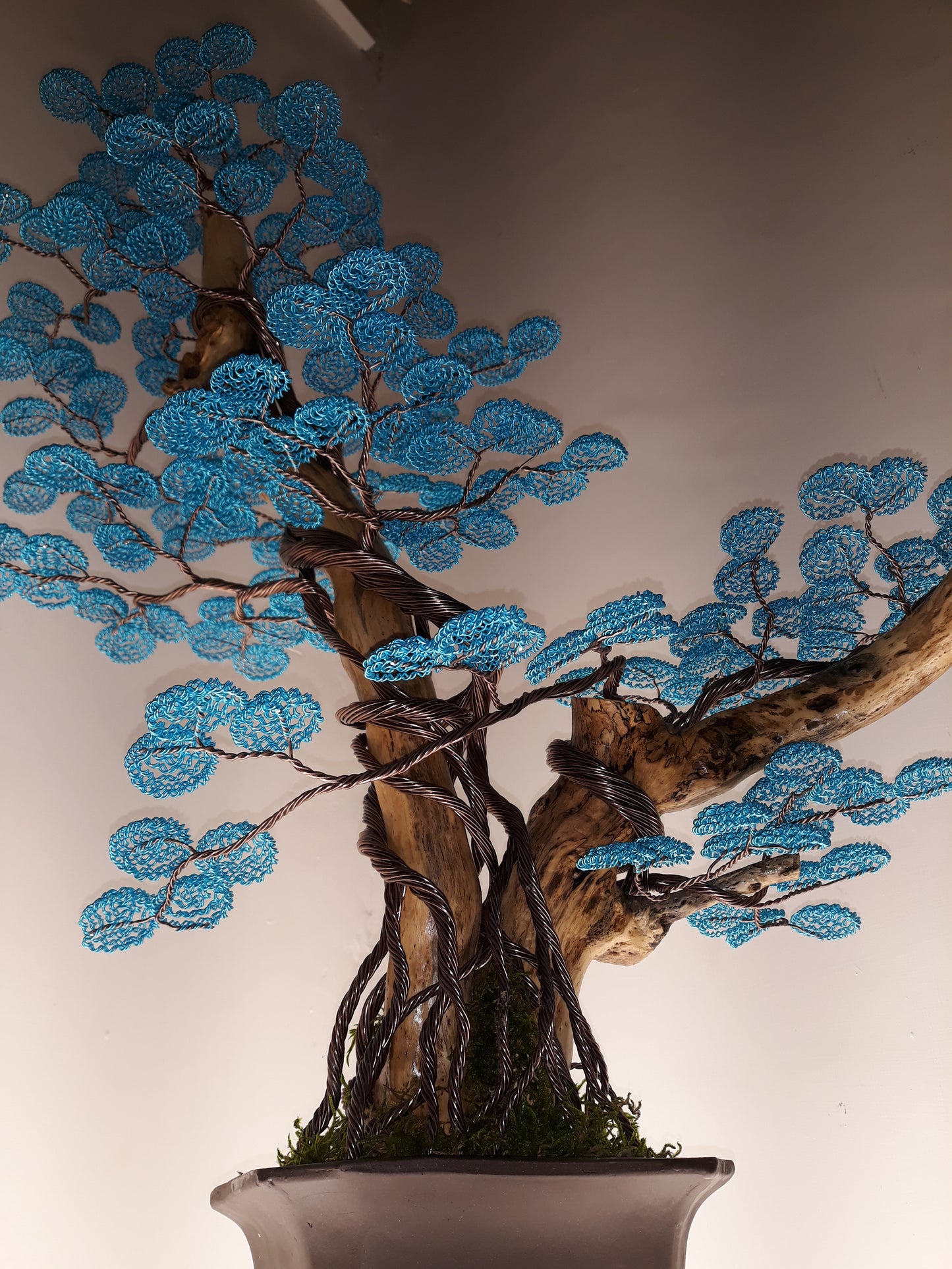 Bonsai B69 (REPLICABILE)