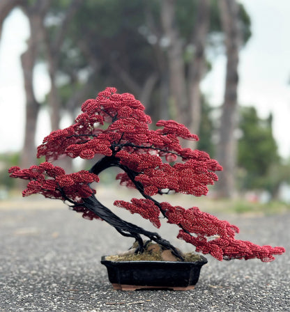 B110- bonsai rosso e nero (REPLICABILE)