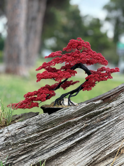 B110- bonsai rosso e nero (REPLICABILE)
