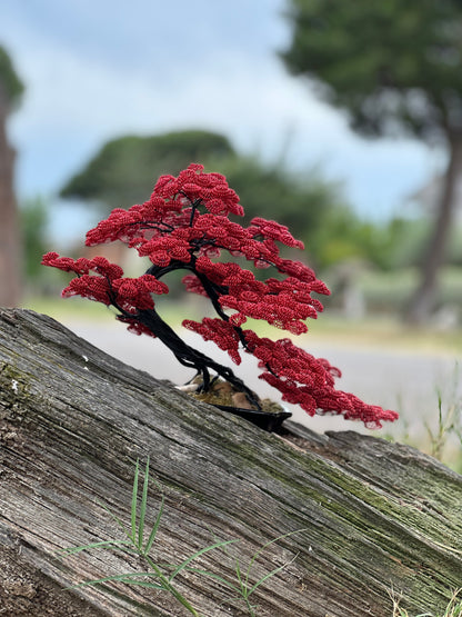 B110- bonsai rosso e nero (REPLICABILE)