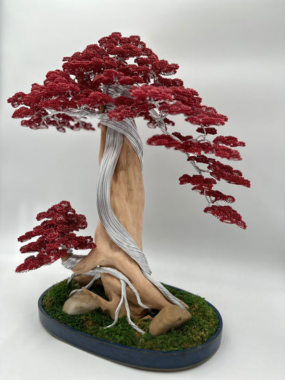 Bonsai B24