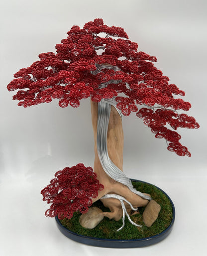 Bonsai B24