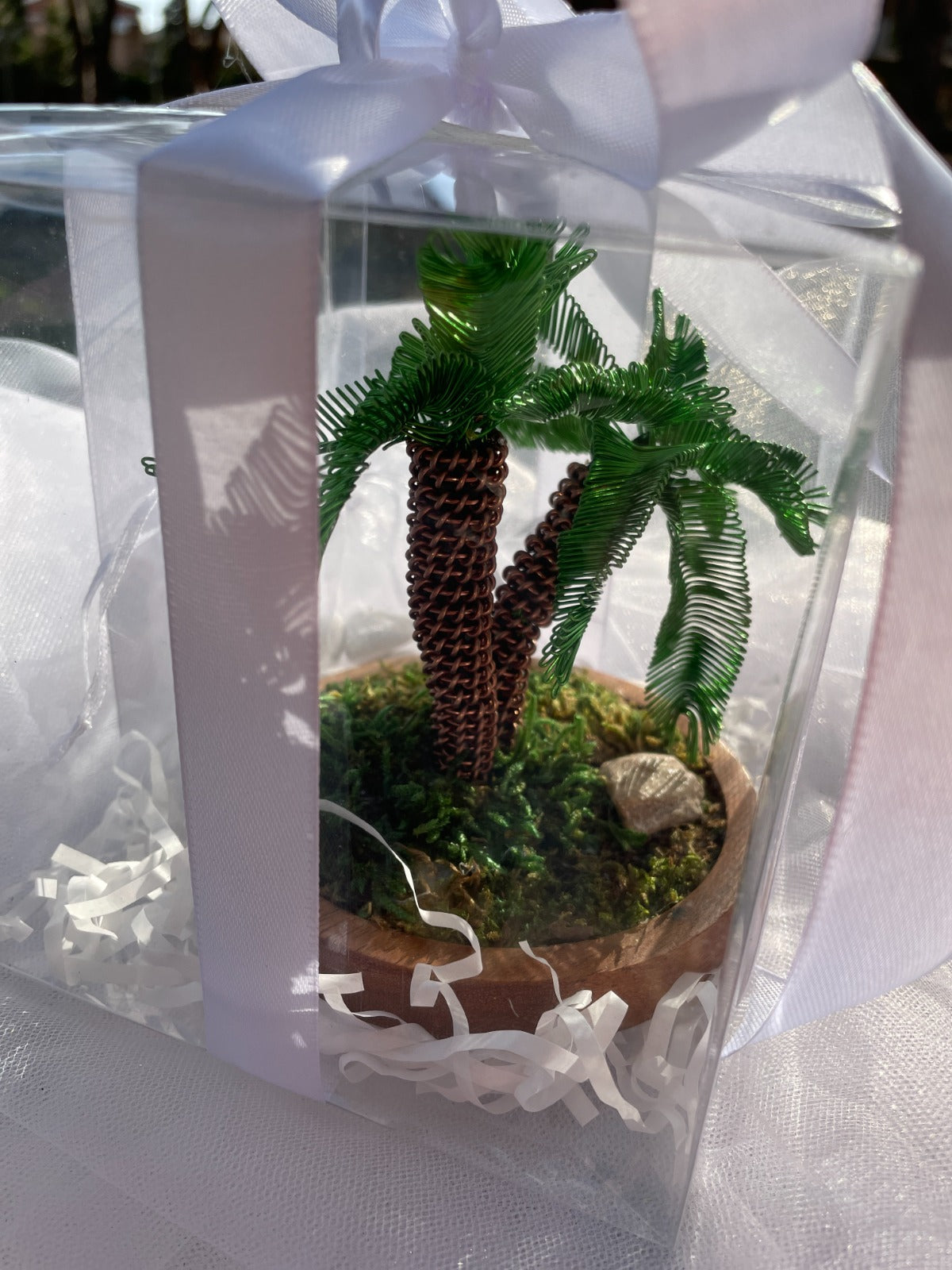 Mini bonsai palma